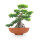 Bonsaischale / Pflanzschale Elegance Ø 31.5 x 10.0 cm, terrakotta