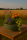 Pflanzschale Flach, 38 x 16 cm, grün-matt
