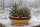Pflanzschale Flach, 38 x 16 cm, braun-natur