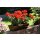 Blumentrog Colditz, 27 x 73 x 14 cm, braun-glänzend