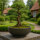 Pflanzschale Roma granit 40 x 17 cm