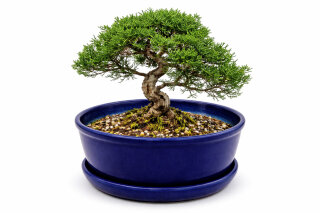 pumice bonsai Pumice bonsai soil main image 0