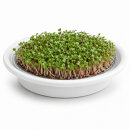 Sprossenschale mit Edelstahlsieb 19 cm – Keramikschale für Kresse & Microgreens, weiß