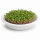 Keimschale mit Edelstahlsieb 19 cm –  Keramikschale für Sprossen & Microgreens, weiß