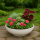 Bonsaischale Ø51x16 cm Pflanzschale Elegance, weiß