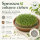 Sprossenschale mit Edelstahlsieb 19 cm – Keramikschale für Kresse & Microgreens, braun
